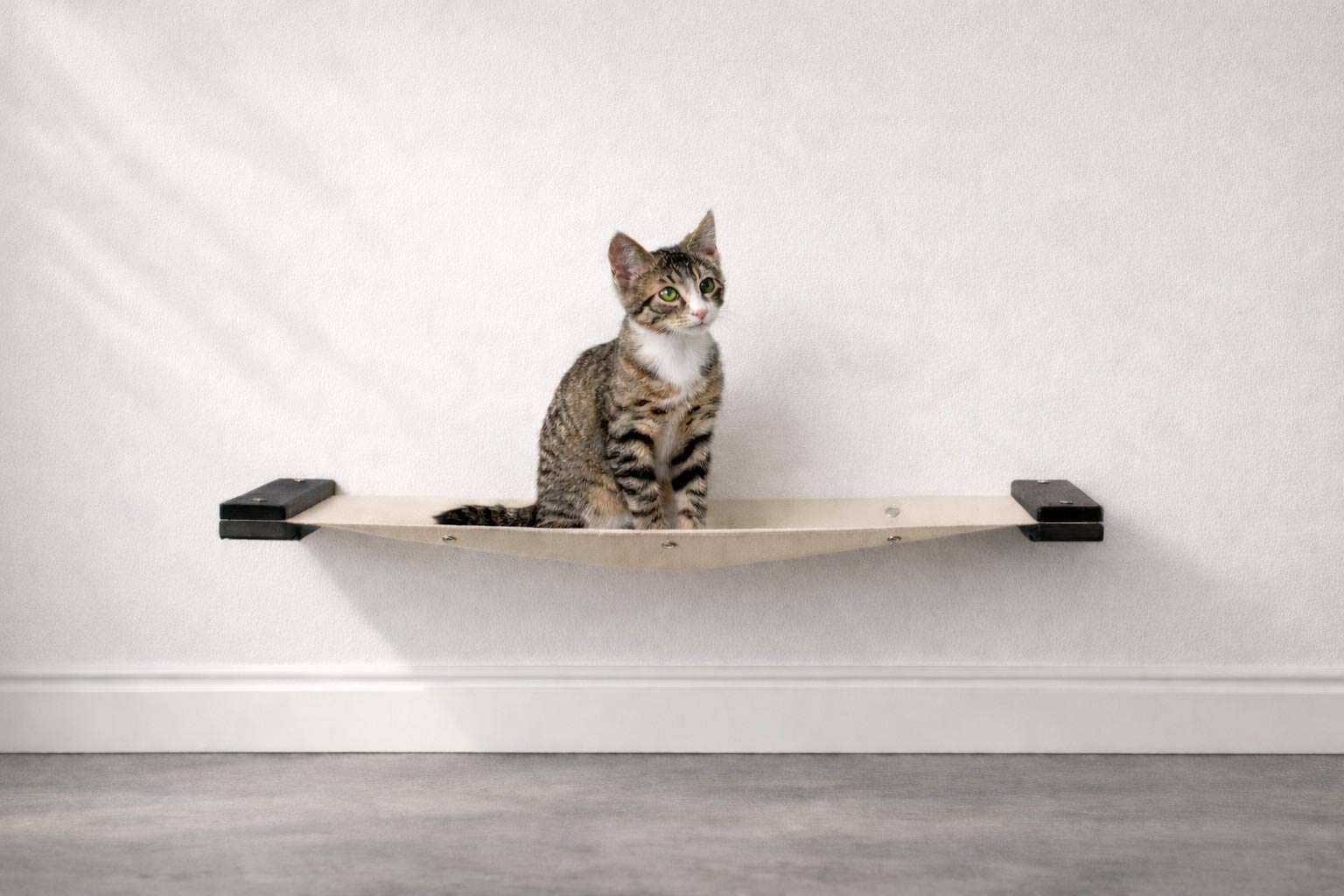 kittin sitting on a onyx colored hammock