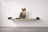 kittin sitting on a onyx colored hammock