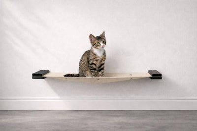 kittin sitting on a onyx colored hammock