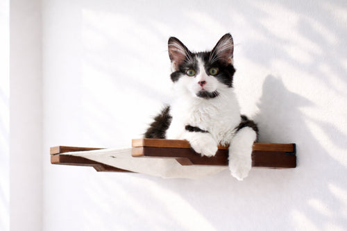 Black and white cat sitting on a wooden shelf against a white background
