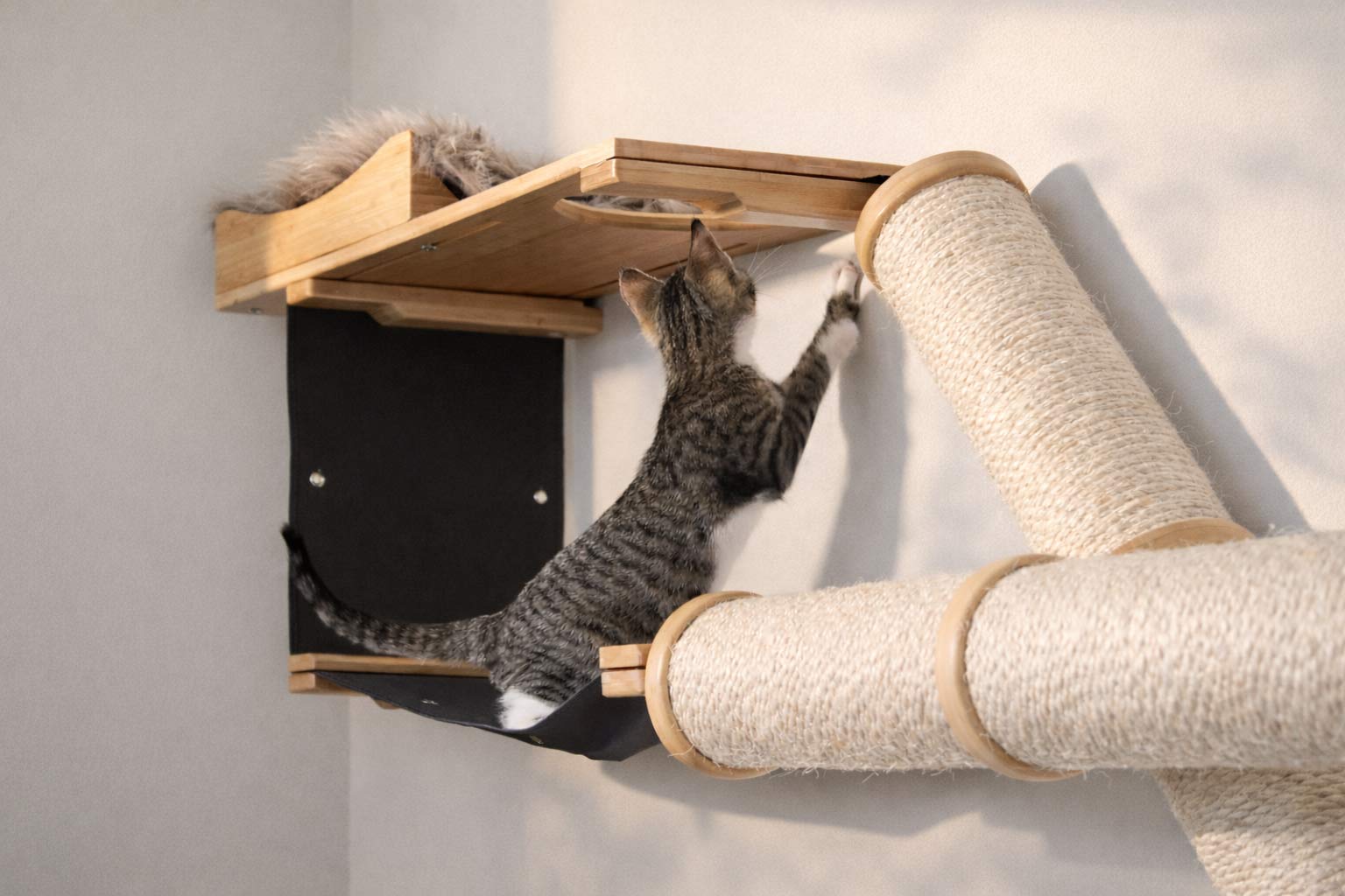 kitten climbing on cat condo