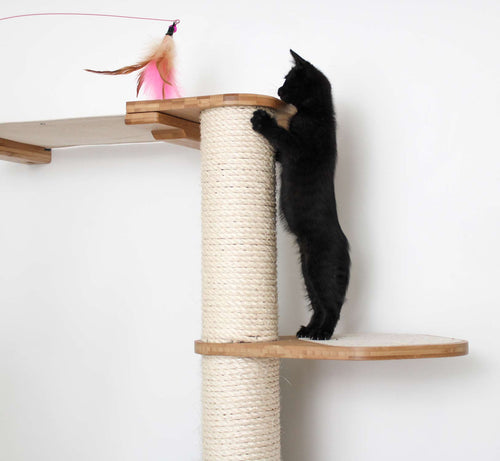 kitten climbing scratching pole to get toy