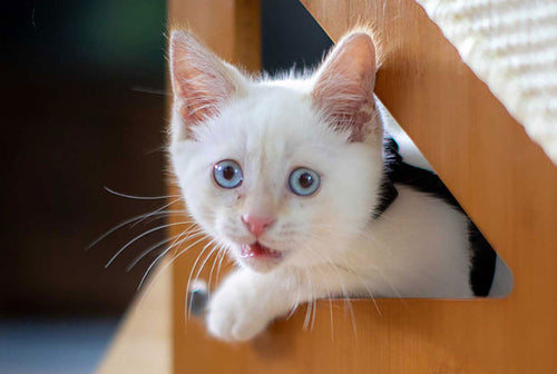 kitten peeking through opening