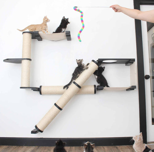 cats playing together