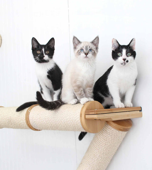 Kittens hanging out together on scratching pole