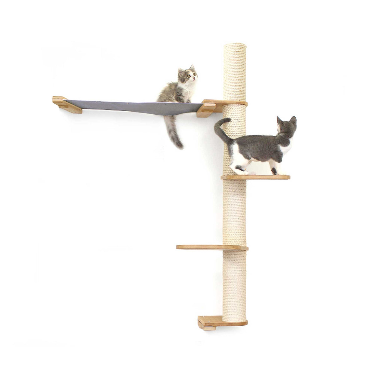 Cats on Crows Nest