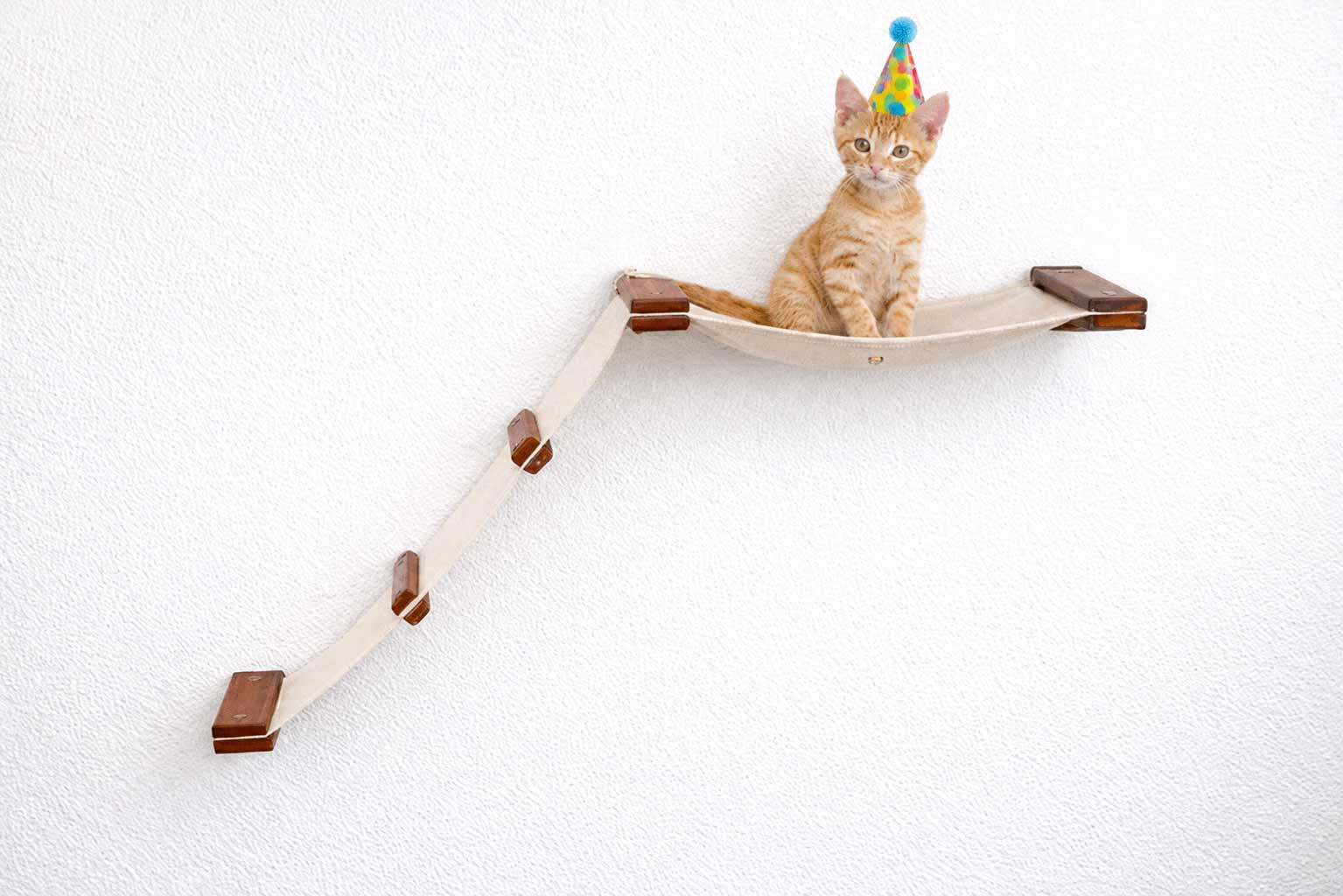 cat sitting on cat hammock wearing party hat