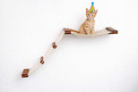 cat sitting on cat hammock wearing party hat