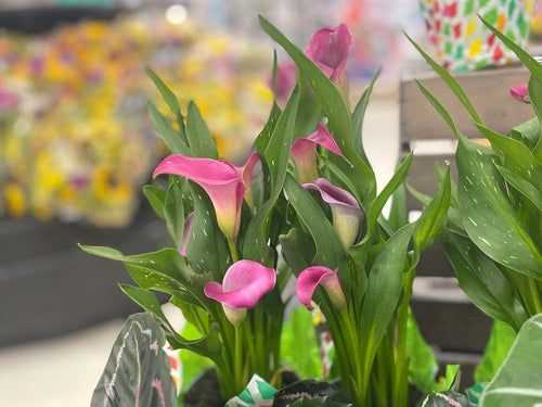 lillies with bright blurred background