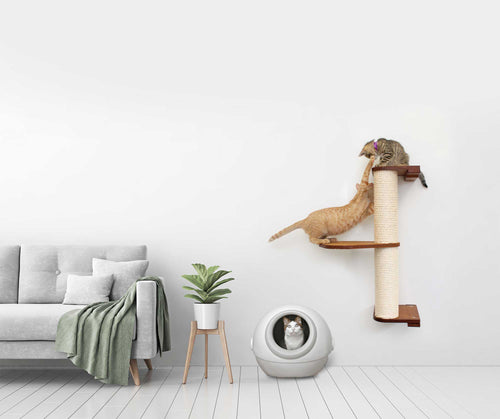cat in litter box in living room setting