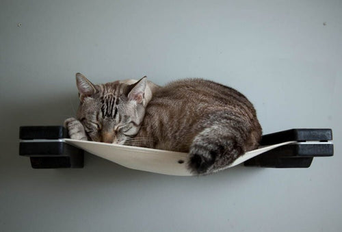 Bob tail cat sleeping on a stretched canvas cat hammock attached to the wall