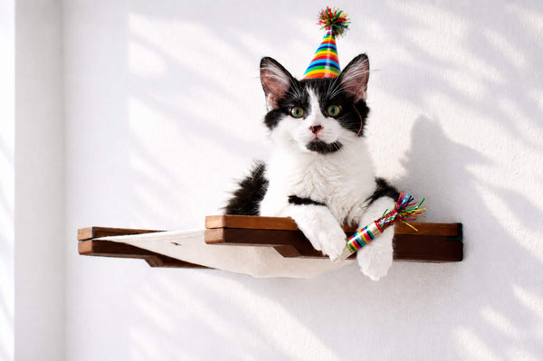 cat lounging on cat hammock wearing party hat