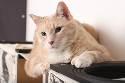 Cat on top of The Mario Cat Condo