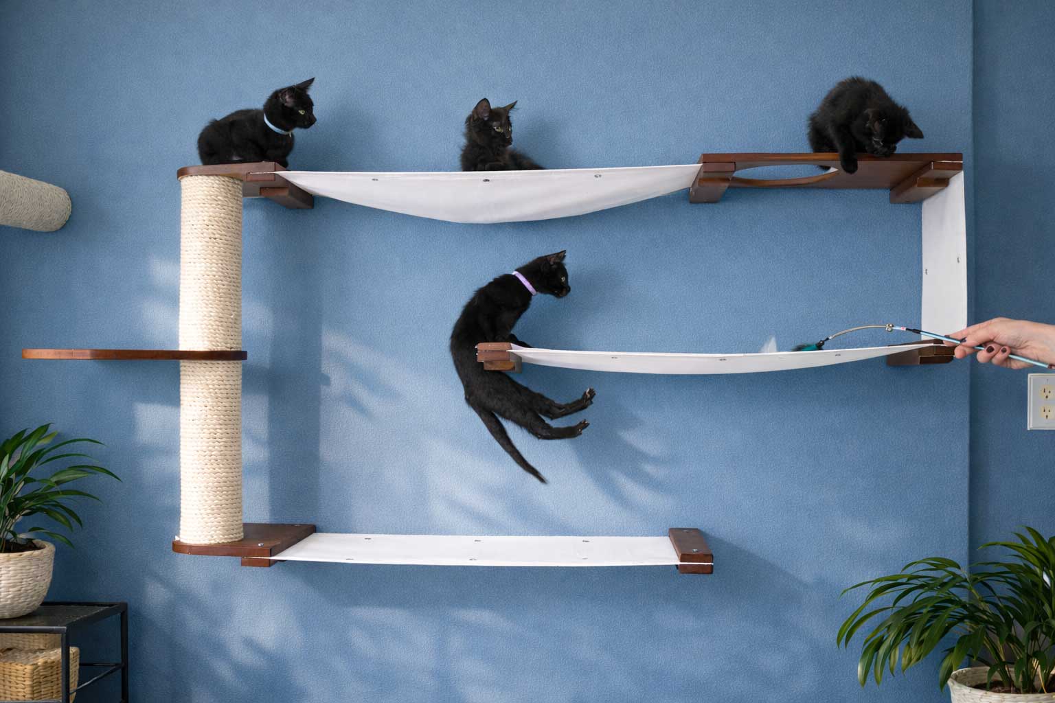 Cat climbing on a wall-mounted cat tree with a blue wall background