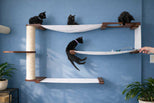 Cat climbing on a wall-mounted cat tree with a blue wall background