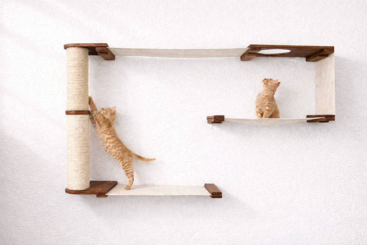 Cat climbing a wall-mounted cat tree with shelves on a white wall.