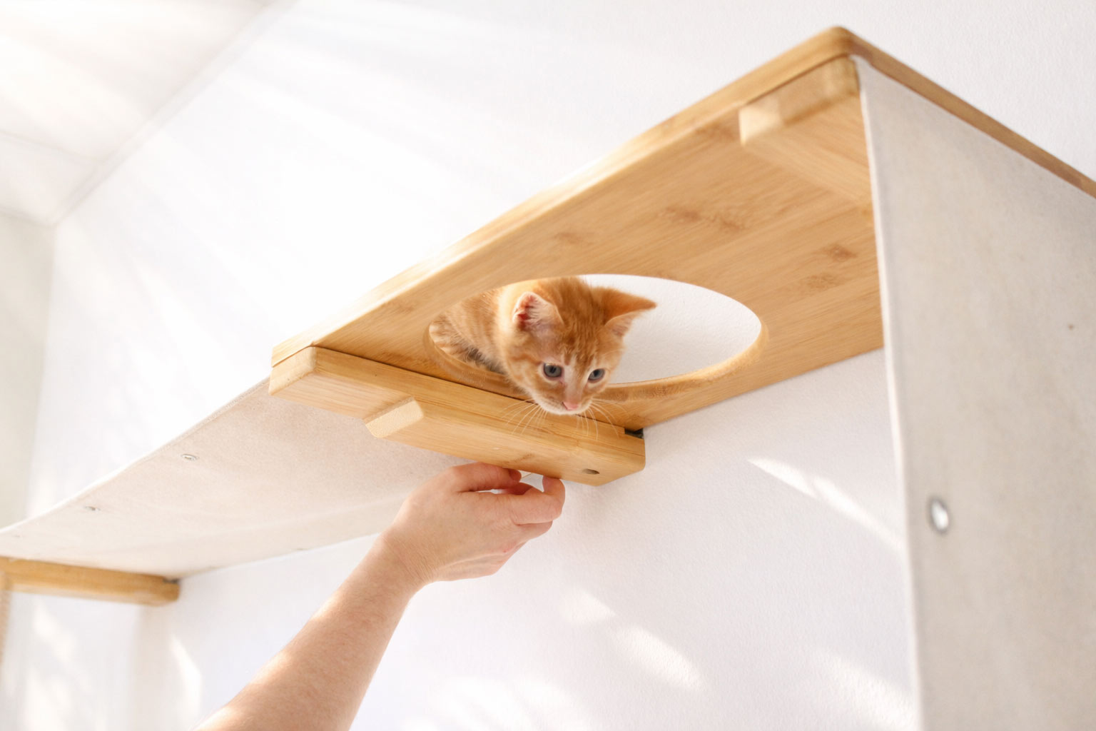 Person holding a wooden cat shelf with a small orange kitten on it against a white background