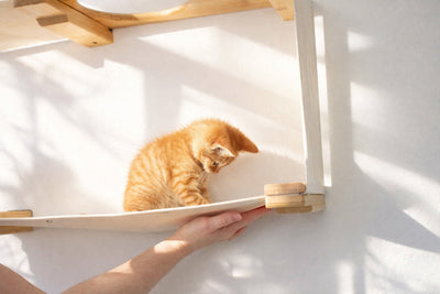 Cat using a wall-mounted cat shelf with a person's hand assisting