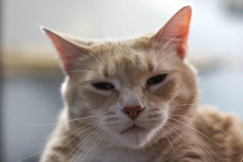 bronson making a stink face