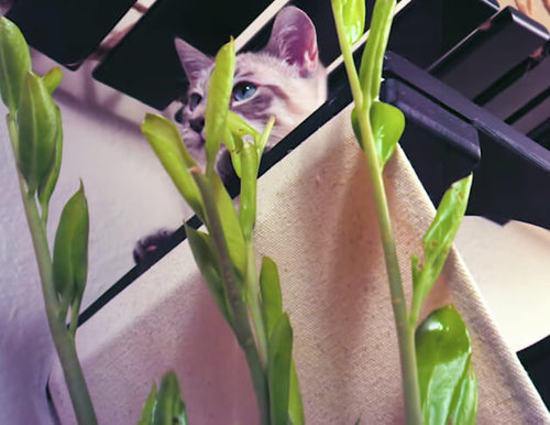 cat and plant 