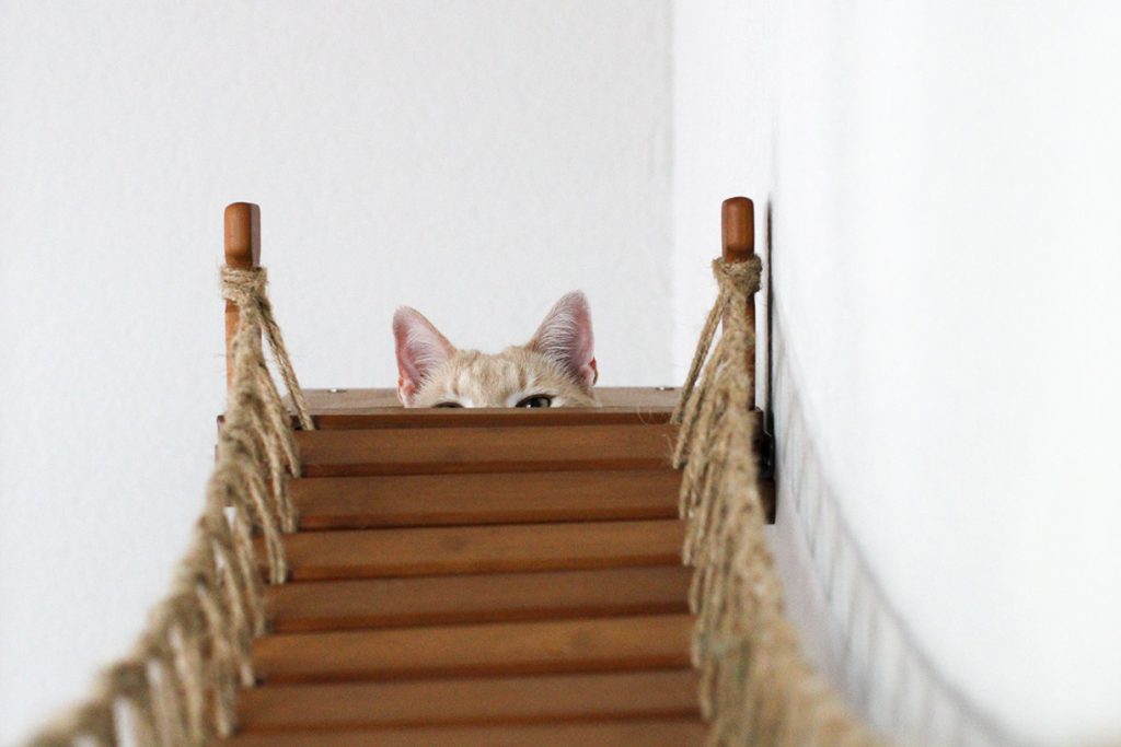 Cat looking over the bridge