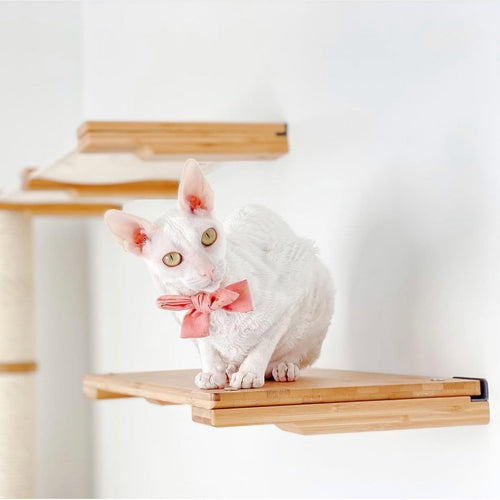 skinny white cat in pink bow sitting on cat shelf