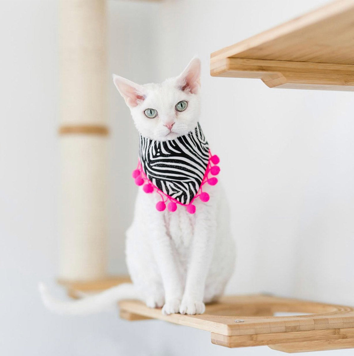 diva white cat in zebra print bandana very fabulous