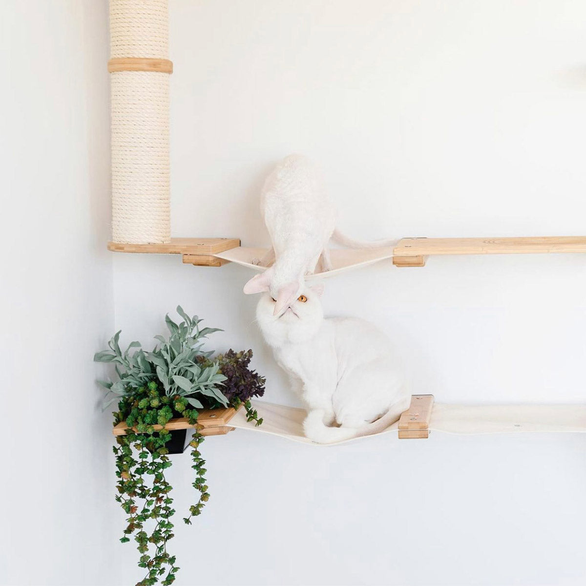 two white cats smooching on a cat condo