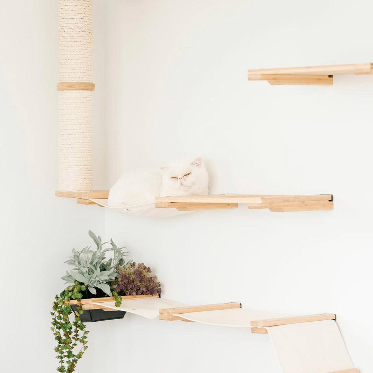 white cat sleeping as a loaf on a hammock