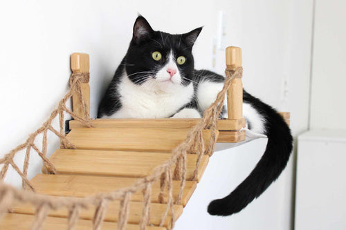 Black and white cat enjoying a hammock bed attached to a wall mounted cat bridge