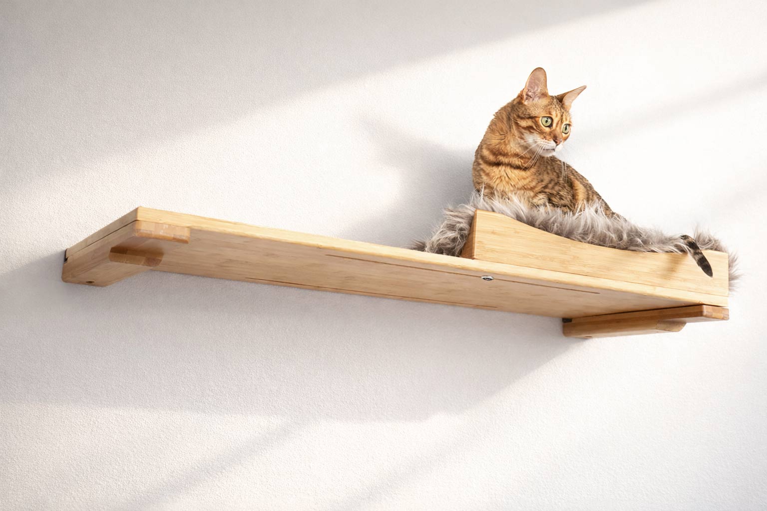 Cat sitting on a wooden shelf against a white wall