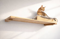 Cat sitting on a wooden shelf against a white wall