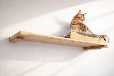 Cat sitting on a wooden shelf against a white wall