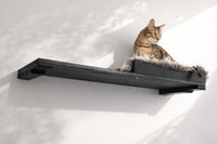 Cat sitting on a black cat shelf against a white wall