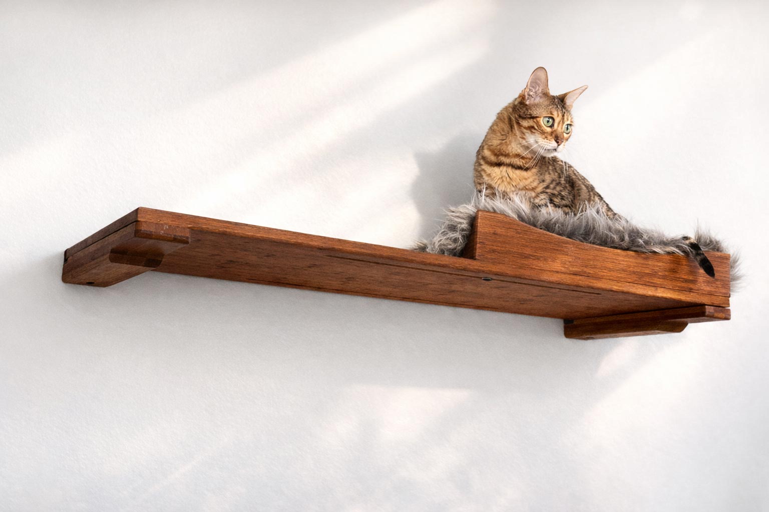 Cat sitting on a wooden shelf against a white wall