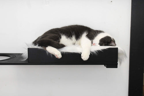 Black and white cat sleeping on a elevated black platform against a white wall.