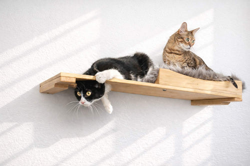 two cats playing on a bamboo cat wall bed