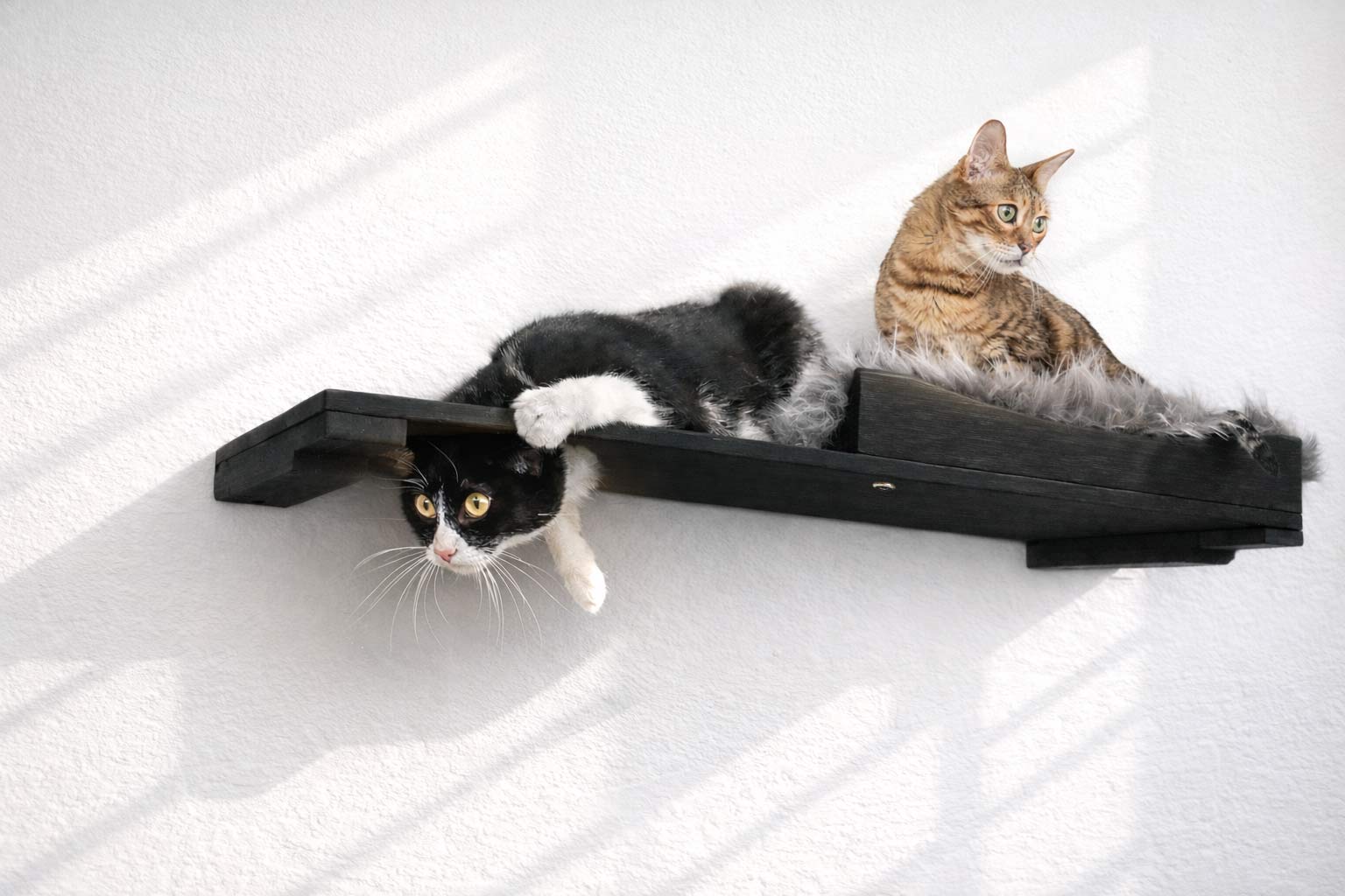 Two cats on a black cat shelf against a white background