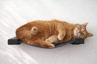 Cat lying on a black cat shelf against a white background