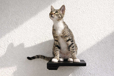 Cat sitting on a black platform against a white wall