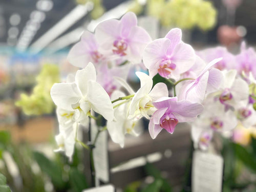 Close-up of pink and white orchids with a blurred background