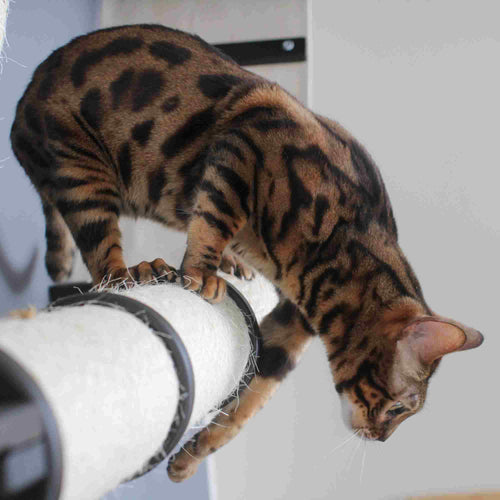 The Plateau - Horizontal Cat Scratcher Bed Set