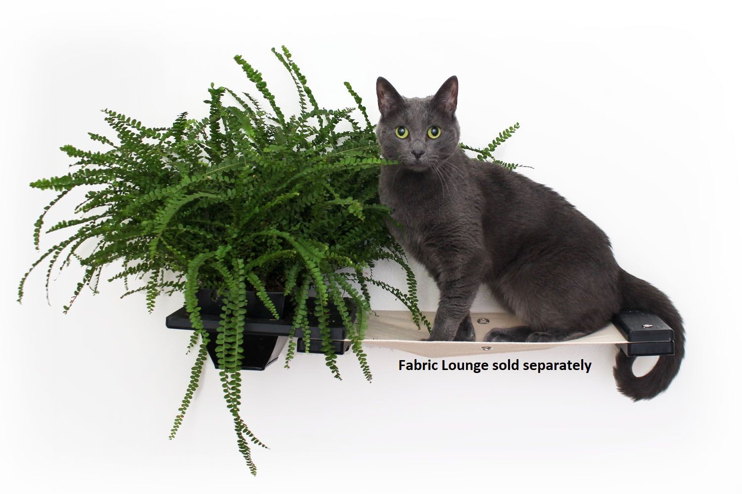 Close-up of a grey cat sitting on an Onyx Fabric Lounge with Natural fabric paired with an Onyx Planter Shelf. Fabric Lounge Sold Separately.