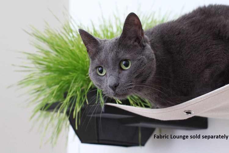 Detail photo of a grey cat sitting on an Onyx Fabric Lounge with Natural fabric paired with an Onyx Planter Shelf. Fabric Lounge Sold Separately.