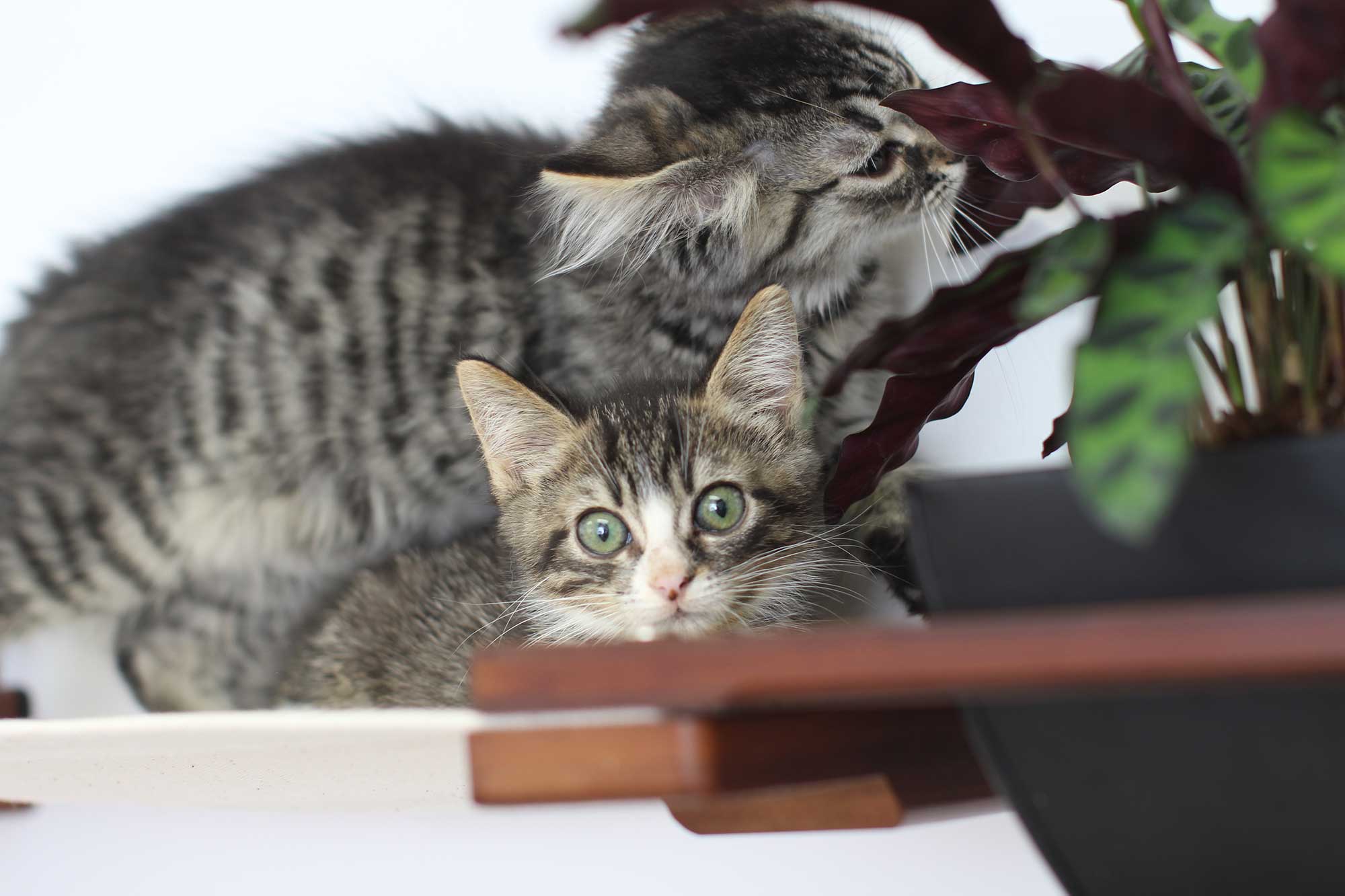 Two kittens peeking over a surface with a plant in the background