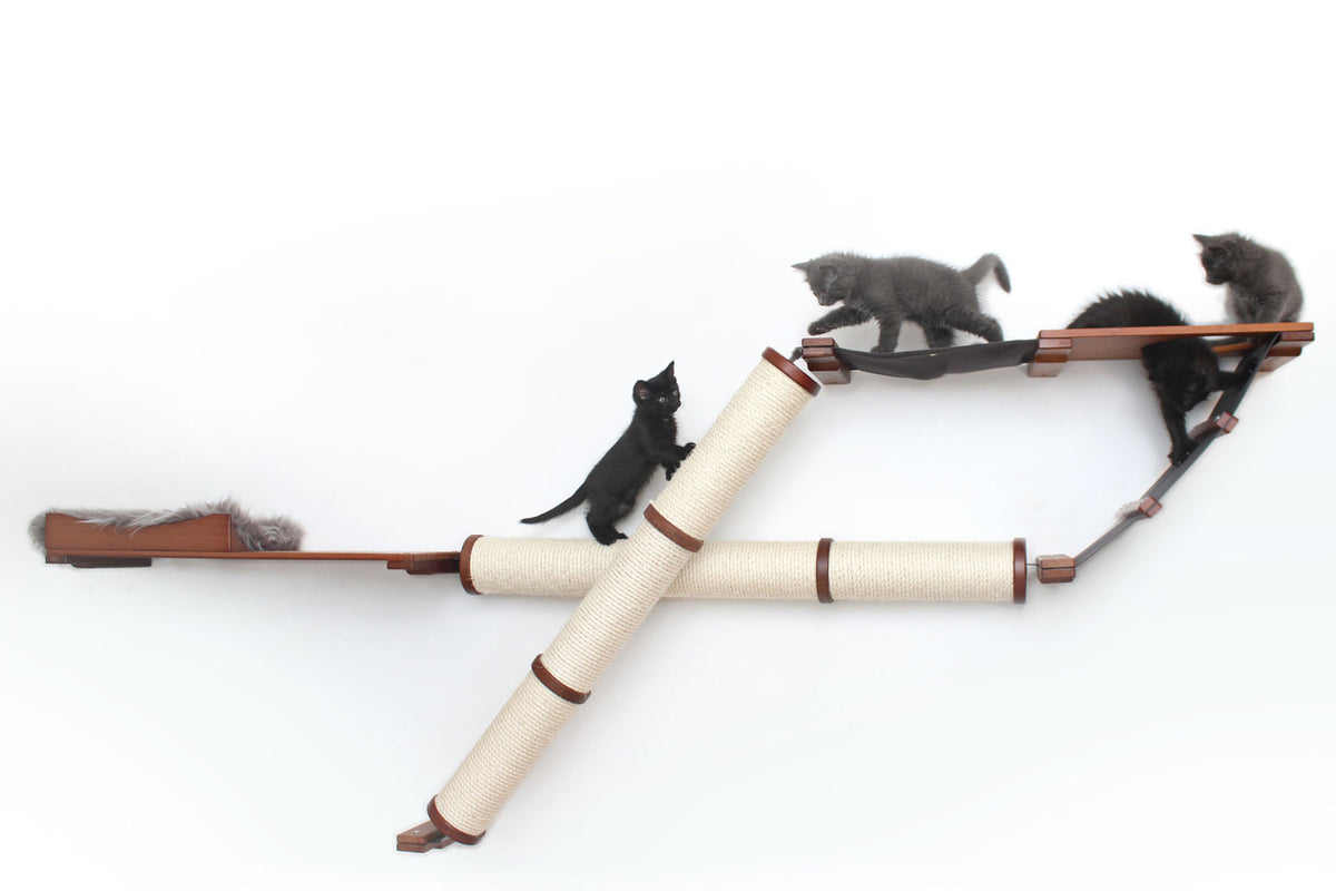 Kittens playing on the Plateau Cat Condo