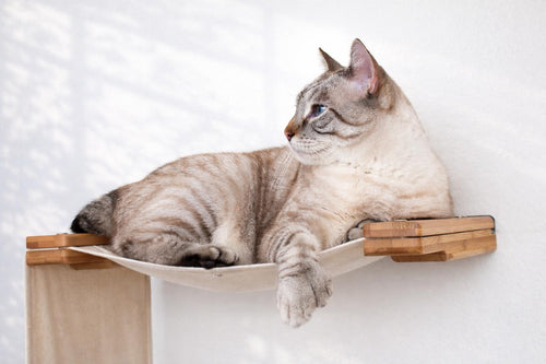 Cat lounging on a wooden shelf against a white wall