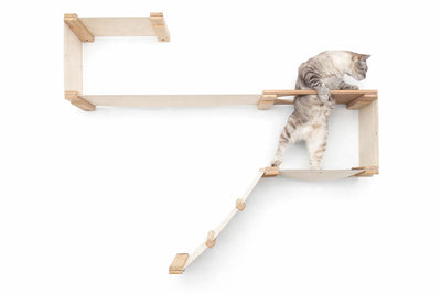 Cat climbing a wooden shelf on a white background