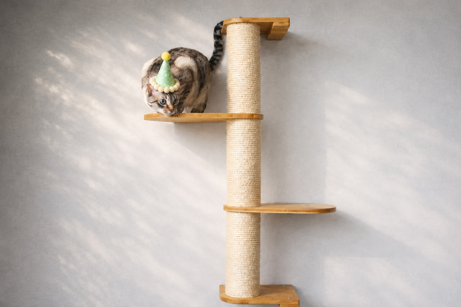 cat on cat pole shelf wearing party hat