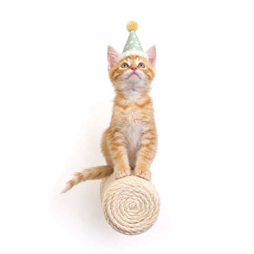 cat sitting on cat sisal post wearing party hat